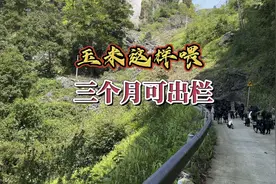 玉米喂羊，很多人都做错了，应该多加这几样，好让你的羊早出栏视频封面