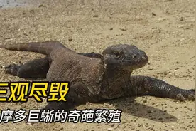 科莫多巨蜥  没对象也能下蛋  生出来的孩子再跟自己繁殖！