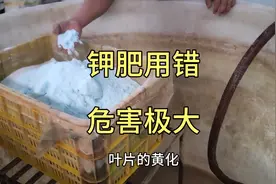 钾肥很多种植户用错，浪费钱危害大！科普钾肥作用及使用方法视频封面