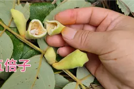 这种树结的果子叫“五倍子”，里面的小虫子，药用价值非常高。视频封面