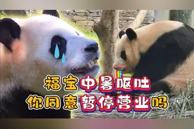 福宝疑似中暑呕吐，假孕加中暑的痛苦，让姨姨们的心都碎了视频封面