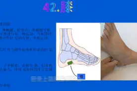 足部反射区【42】膝反射区视频封面