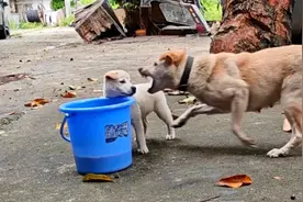 土狗狗妈护食有多严重自己不吃也不让其他狗狗吃咬得小狗嗷嗷大叫视频封面