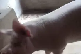 出售大白元种代孕母猪。13932836972视频封面