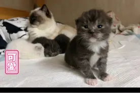 蓝猫布偶串串出来的五只小猫仔🍢  它们速成记视频封面