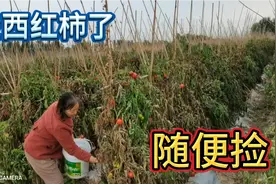捡西红柿了，300亩地的西红柿不要了，过路的人随便捡视频封面