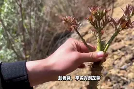 珍稀山野菜：刺老芽视频封面