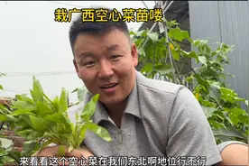 广西空心菜苗在东北被围观了视频封面