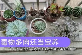 10款有毒多肉，很多人还养在家里，为了家人安全，奉劝赶快丢掉视频封面