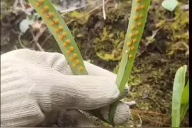 肾精草分享