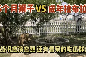 6个月狮子对战成年拉布拉多，双方都不清楚自己的实力视频封面