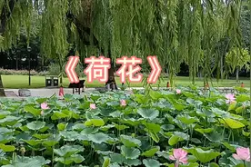 小学语文阅读《荷花》，每天晨读，语文阅读分享视频封面