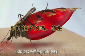 你可能不敢相信，蚊子每吸一次血都不亚于对你进行一场微创手术视频封面
