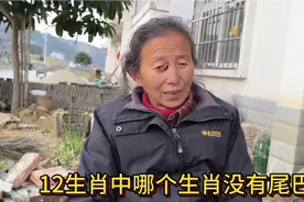 十二生肖中哪个生肖没有尾巴？视频封面
