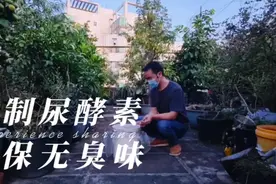 尿液别直接用，按这个方法发酵10天，腐熟快、不发臭，肥效翻几倍视频封面