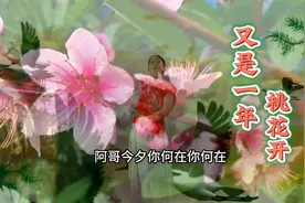 桃花蚕豆花相映盛开《又是一年桃花开》思念之情在这春天里视频封面