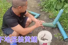老罗在鱼塘边下地笼装黄鳝，这样的装法看看一个早上收获多少条？
