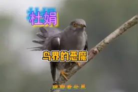 陌生的形象，熟悉的声音。鸟界的恶魔：杜鹃视频封面