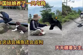 中国姑娘养了一只乌鸦！会说话会捕鱼还会追狗！天天缠着女主人！视频封面