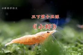 第29集｜三下第十五课《小虾》课文同步朗读 课文预习视频封面
