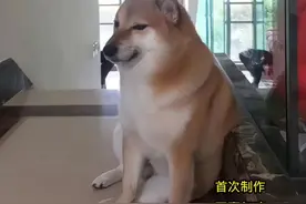 『综合剪辑.7』网红的梗进化史 第1部分视频封面