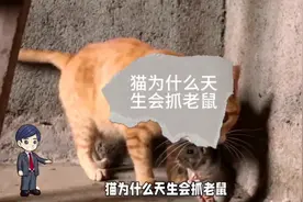 猫为什么天生会抓老鼠