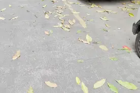 你知道吗？这不是秋天的落叶。这是我们这里的白玉兰树春天的落叶视频封面