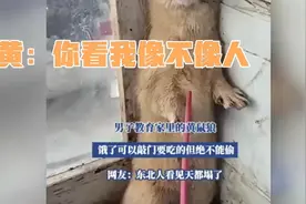 男子训诫黄鼠狼：饿了就敲门，别偷啊！网友：东北爷们真硬核！视频封面