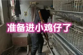 农历十六就要进小鸡仔了，金锣密鼓准备育雏室，真散养，喂粮食