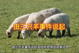 由三只羊事件说起视频封面