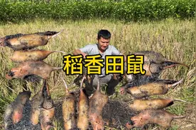 小伙在稻谷地装20多个老鼠夹，去收被吓了一跳，鼠王一一被抓视频封面