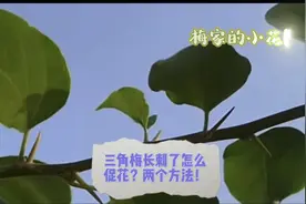 三角梅长刺了，怎么办？两种促花方法！