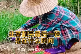 立冬过后天气会越来越冷，韭菜割最后一茬是在什么时间？快来看看视频封面
