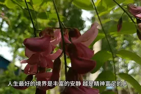 定能生静，静能生慧，人生最好的境界是丰富的安静视频封面
