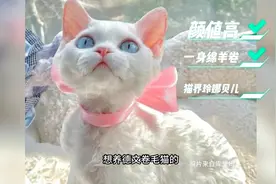 德文掉毛吗？三年猫奴真实测评：春夏冬几乎不掉毛，夏季疯狂掉毛视频封面