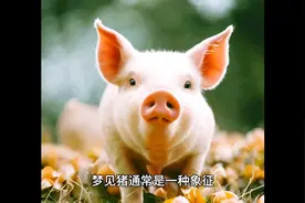 梦见猪是怎么回事 #瘦冬瓜解梦视频封面