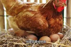 为什么母鸡下蛋时要叫“咯咯哒”呢？视频封面