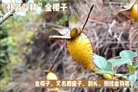 “补肾益精”金樱子的功效作用视频封面