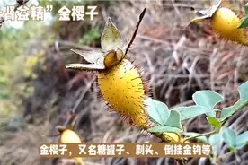 “补肾益精”金樱子的功效作用