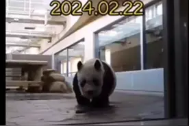 惨不忍睹旅日大熊猫旦旦到底被日本人做了什么？视频封面