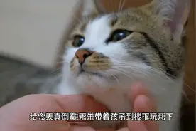 被猫抓伤需要打狂犬疫苗吗？要打几针？要花多少钱？去哪里打？视频封面