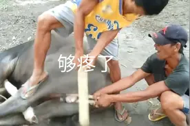 给牛做节育