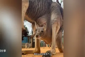 原来袋鼠宝宝是出生后自己爬起育儿袋的视频封面