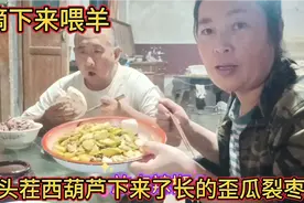 头茬西葫芦下来了长的歪瓜裂枣，摘下来喂羊，炒着吃也很香