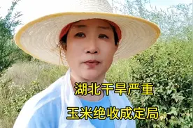 湖北今年两次自然灾害，这决干旱严重玉米绝收成定局视频封面