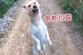 在村口被一群狗子围攻，原来是久未见的老朋友，一招手全爬我身上视频封面