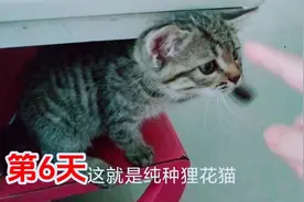 到家第6天，看看这就是正宗狸花猫，脚底板都是黑的，皮得很视频封面