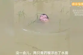 两只膏药猴河里游泳时也要紧紧地粘在一起，差点要了彼此的性命。视频封面