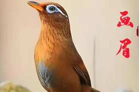 鸣鸟之首画眉鸟叫声响亮叫口流畅，大口连唱听起来真过瘾视频封面