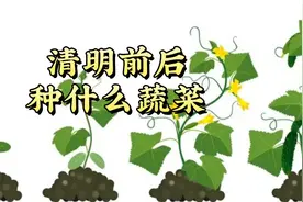 清明前后适合种的9种蔬菜。视频封面